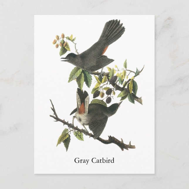 Grått Catbird, John Audubon Vykort (Framsida)