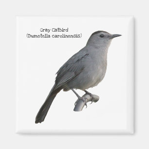 Grått Catbird Magnet
