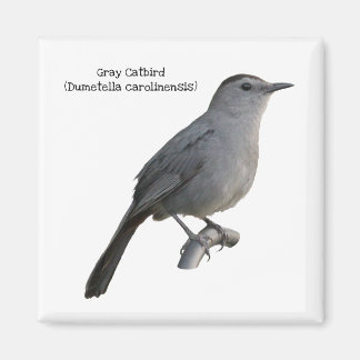 Grått Catbird Magnet