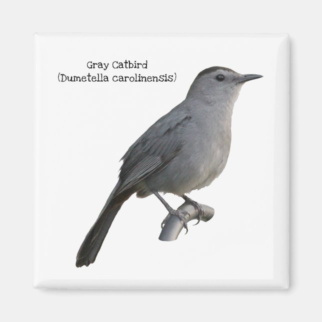 Grått Catbird Magnet (Framsidan)