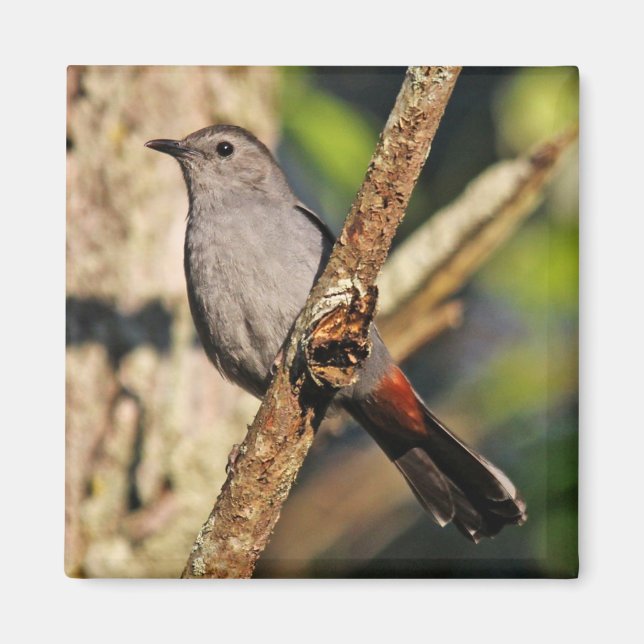 Grått Catbird Magnet (Framsidan)