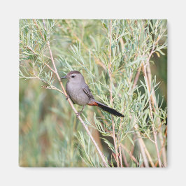 Grått Catbird Magnet