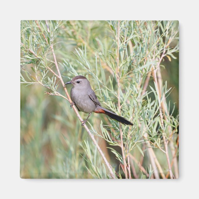 Grått Catbird Magnet (Framsidan)