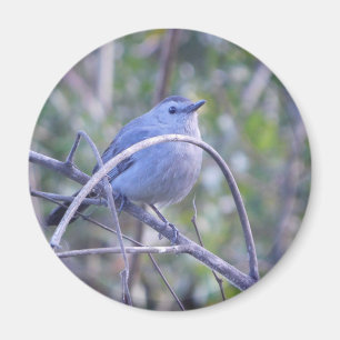 Grått Catbird Safety Harbour Bird Älskare Magnet
