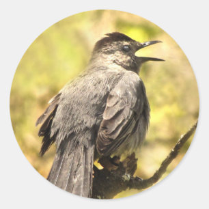 Grått Catbird Singing Hans Sång Sticker Runt Klistermärke