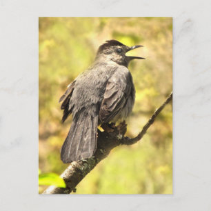 Grått Catbird Sjungas Hans Sång vykort