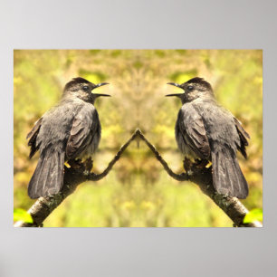 Grått Catbird som sjunger Sång Poster