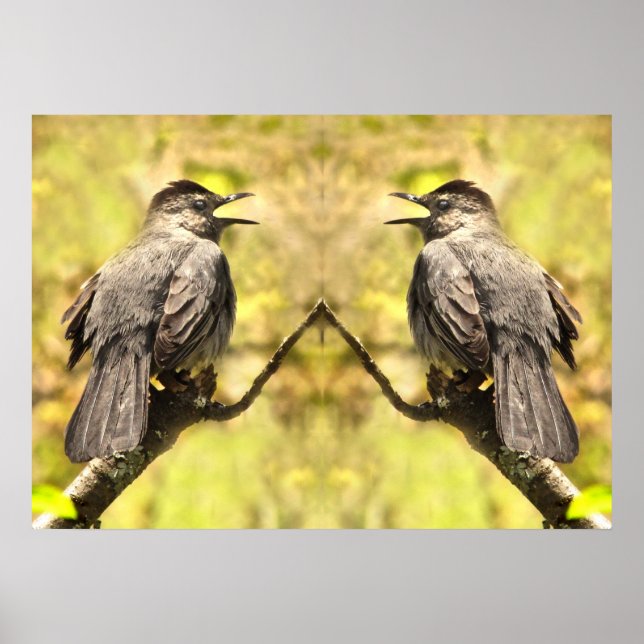 Grått Catbird som sjunger Sång Poster (Framsidan)