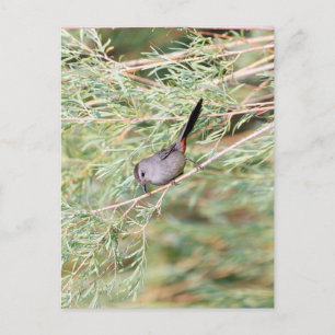 Grått Catbird Vykort