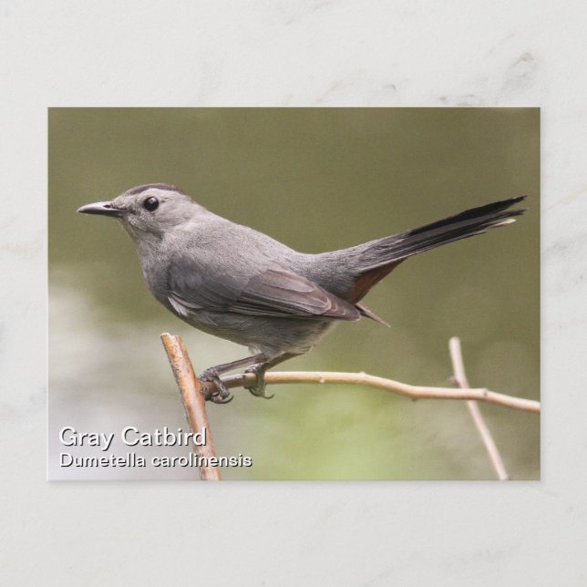 Grått Catbird Vykort (Framsida)