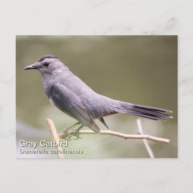 Grått Catbird Vykort (Framsida)