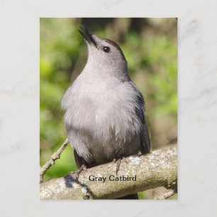 Grått catbird vykort
