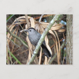 Grått Catbird-vykort Vykort