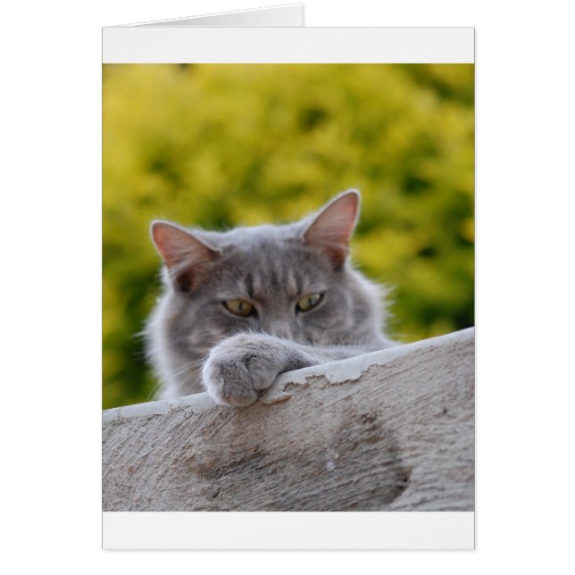 Grått Cats Tass Hälsningskort (Framsidan)