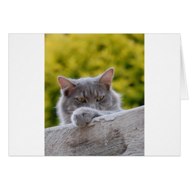 Grått Cats Tass Hälsningskort (Framsidan Horizontal)