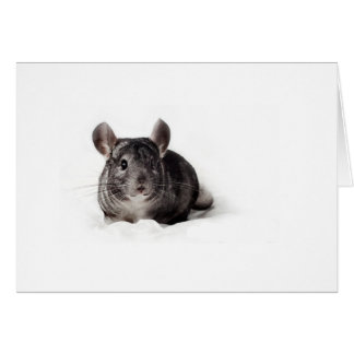 Grått Chinchilla Cute in Blanket Hälsningskort