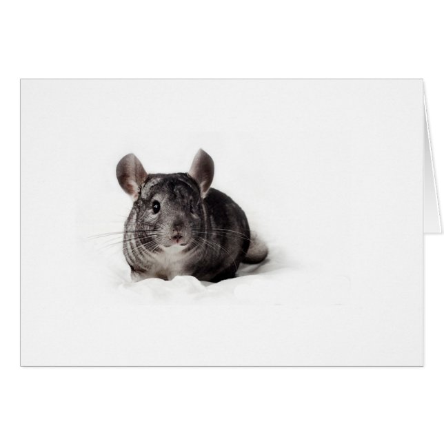 Grått Chinchilla Cute in Blanket Hälsningskort (Framsidan Horizontal)