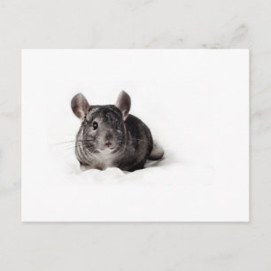 Grått Chinchilla Cute in Blanket Vykort