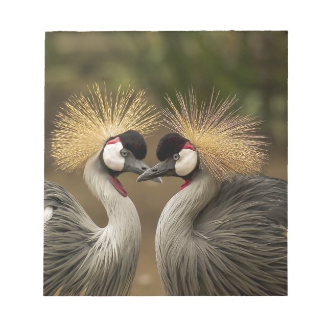 Grått Crowned Crane Anteckningsblock (Framsida)