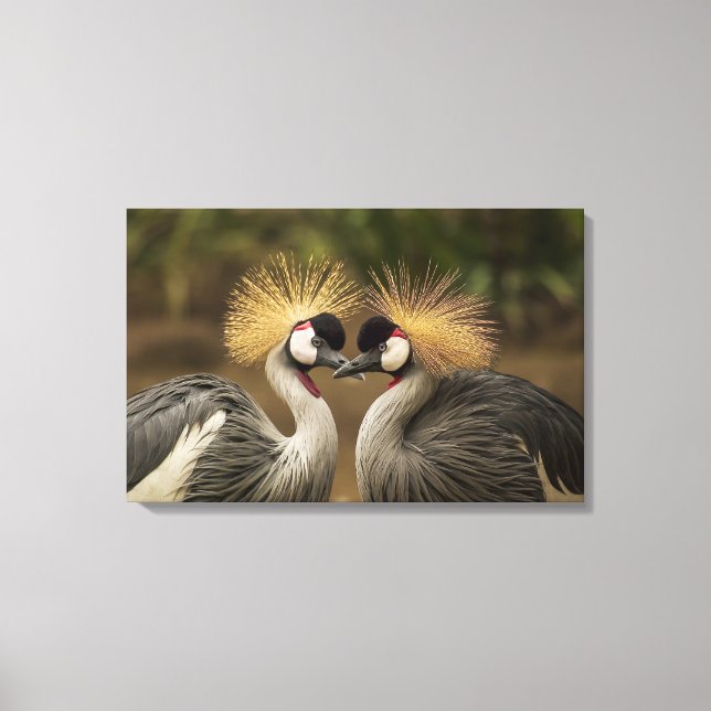 Grått Crowned Crane-fågel Canvastryck (Framsida)