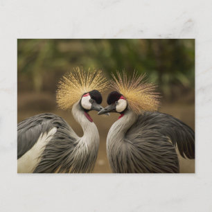 Grått Crowned Crane-fågel Vykort