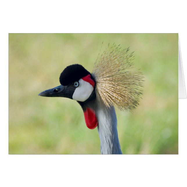 Grått Crowned Crane-profil OBS Kort (Framsidan Horizontal)