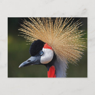 Grått Crowned Crane Vykort