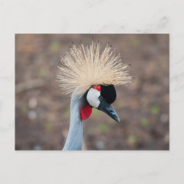 Grått Crowned Crane Vykort