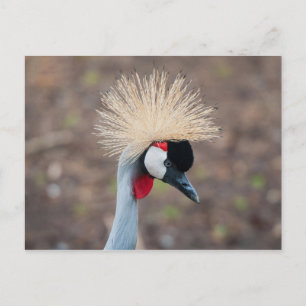 Grått Crowned Crane Vykort