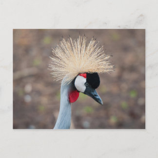 Grått Crowned Crane Vykort