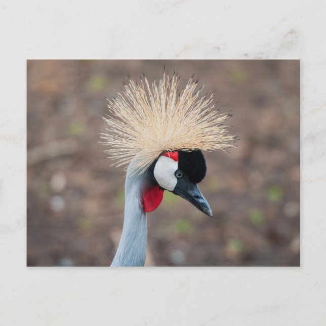 Grått Crowned Crane Vykort (Framsida)