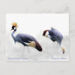 Grått Crowned Cranes Vykort
