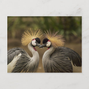 Grått Crowned Cranes Vykort