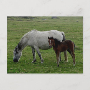 Grått Dartmoor Pony Mare and Foal Vykort