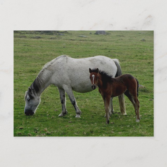 Grått Dartmoor Pony Mare and Foal Vykort (Framsida)