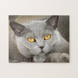 Grått Domestic Kort hårkatt Pussel