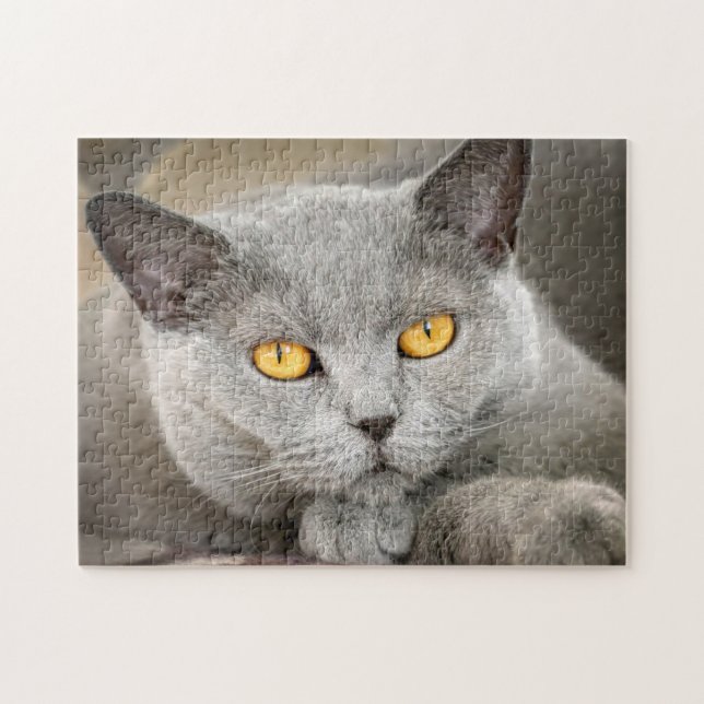 Grått Domestic Kort hårkatt Pussel (Horisontell)