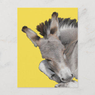 Grått Donkey Foal Vykort