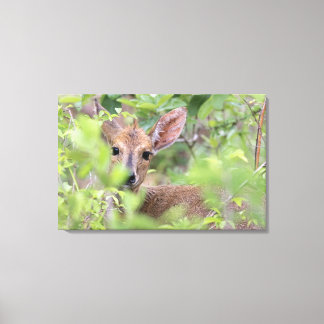 Grått Duiker (Sylvicapra grimmia) gömmande i Canvastryck