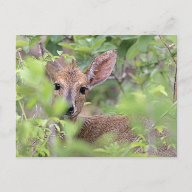 Grått Duiker (Sylvicapra grimmia) gömmande i Vykort (Framsida)