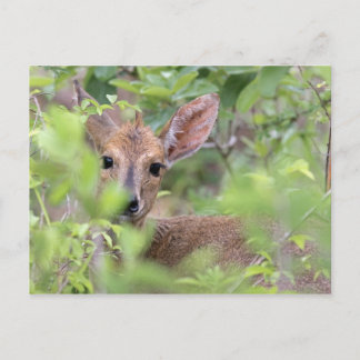 Grått Duiker (Sylvicapra grimmia) gömmande i Vykort