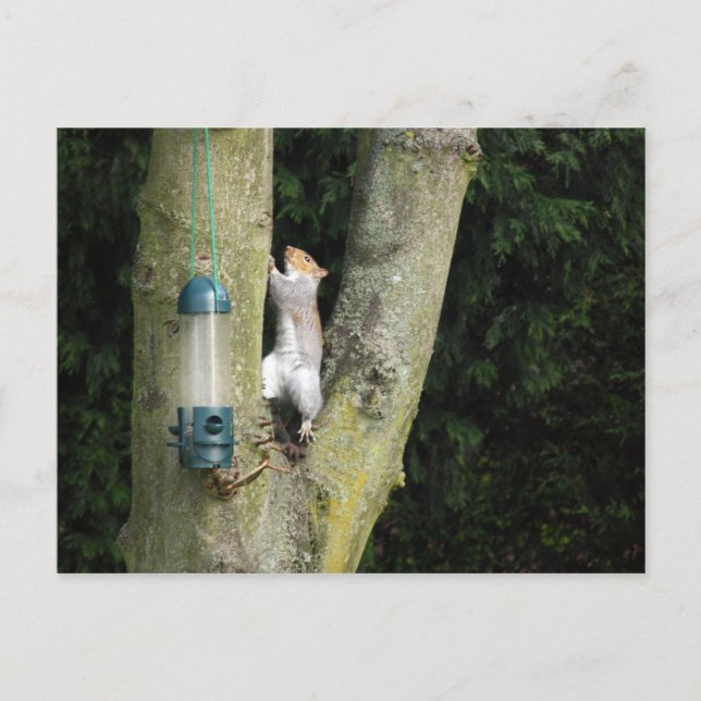 Grått-ekorkort Vykort (Framsida)