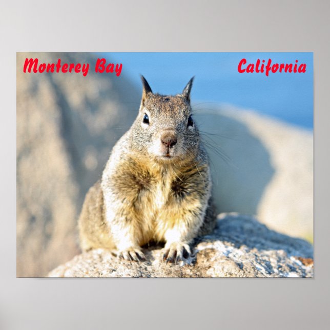 Grått-ekorren, Monterey Bay, Kalifornien Poster (Framsidan)