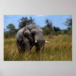 Grått Elephant Grasslands Poster