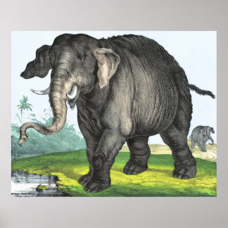 Grått Elephant Poster