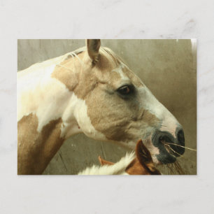 Grått Eventige Horse Postcard Vykort