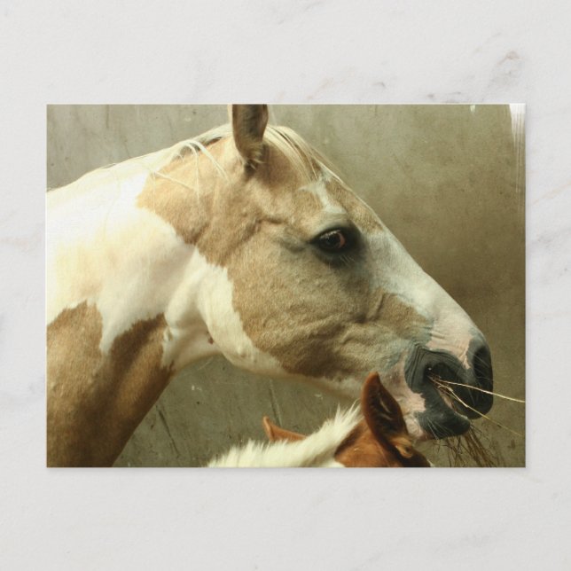 Grått Eventige Horse Postcard Vykort (Framsida)