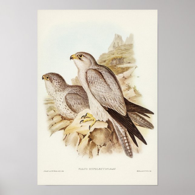 Grått Falcon av Elizabeth Gould Poster (Framsidan)