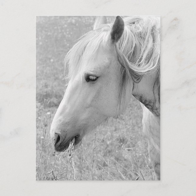 Grått för bete vykort (Framsida)