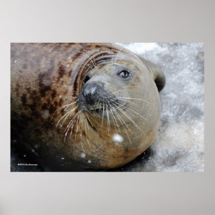 Grått förseglar på is poster
